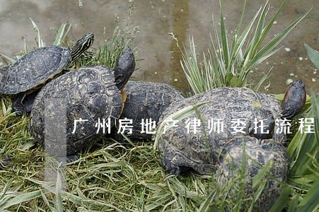 广州房地产律师委托流程 广州房地产律师委托流程