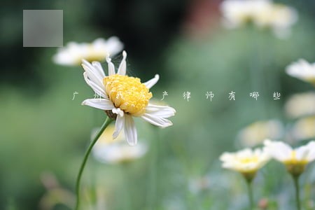 广州找房产律师有哪些 广州找房产律师有哪些
