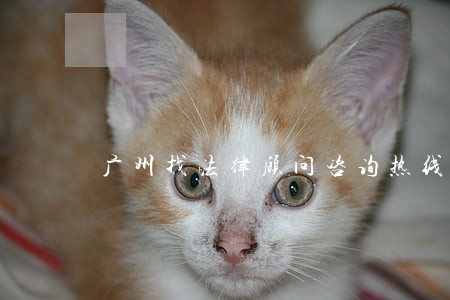 广州找法律顾问咨询热线 广州找法律顾问咨询热线