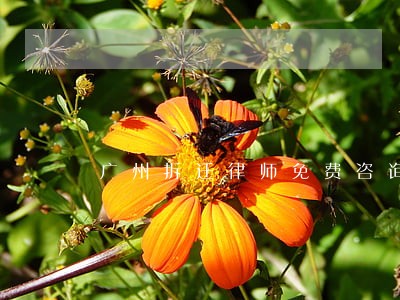 广州拆迁律师免费咨询 广州拆迁律师免费咨询