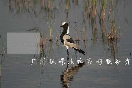 广州权璟法律咨询服务有限公司 广州权璟法律咨询服务有限公司