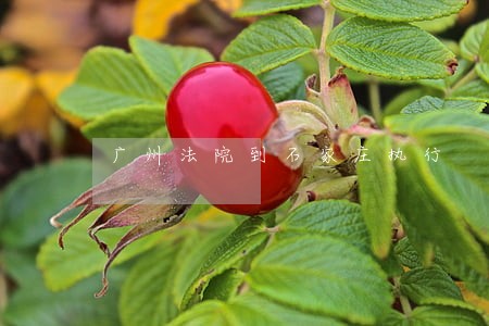 广州法院到石家庄执行 广州法院到石家庄执行