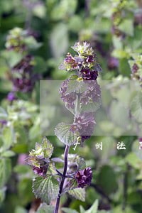 广州法院房产评估公司 广州法院房产评估公司