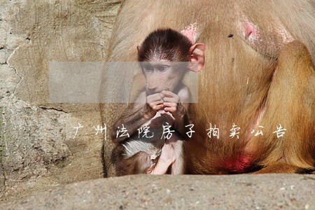 广州法院房子拍卖公告 广州法院房子拍卖公告