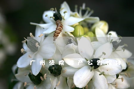 广州法院破产公告媒体 广州法院破产公告媒体