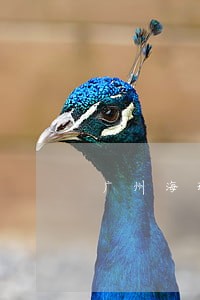 广州海珠房产律师团收费 广州海珠房产律师团收费