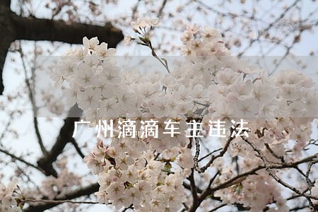 广州滴滴车主违法 广州滴滴车主违法