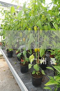 广州番禺债务专业律师哪里找 广州番禺债务专业律师哪里找
