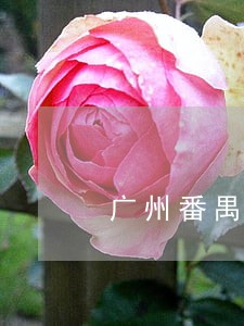 广州番禺债务协议律师 广州番禺债务协议律师