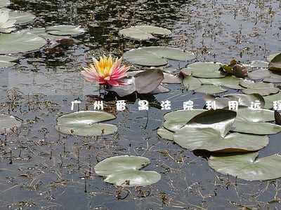 广州番禺法院利用远程