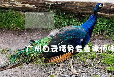 广州白云债务专业律师哪个好 广州白云债务专业律师哪个好