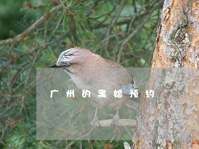 广州的离婚预约 广州的离婚预约