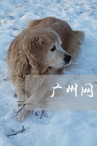 广州网贷逾期