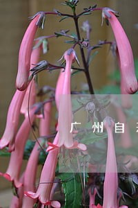 广州自来水2008条例逾期 广州自来水2008条例逾期