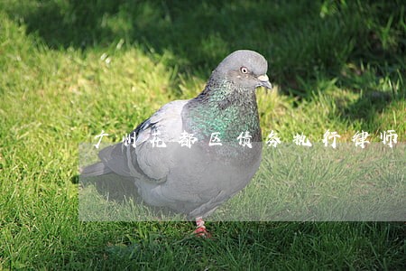 广州花都区债务执行律师 广州花都区债务执行律师