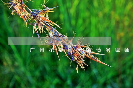 广州花都厉害的债务律师哪家好 广州花都厉害的债务律师哪家好