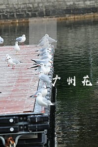 广州花都厉害的债务律师法律咨询