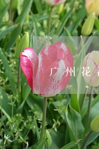 广州花都比较好的债务律师哪个好 广州花都比较好的债务律师哪个好