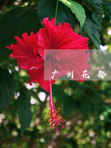 广州花都比较好的债务律师哪家好