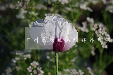 广州荔湾区离婚律师咨询网站 广州荔湾区离婚律师咨询网站