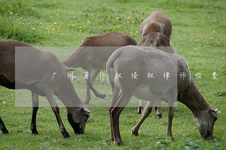 广州著作权侵权律师收费