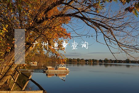 广州违章查询 广州违章查询