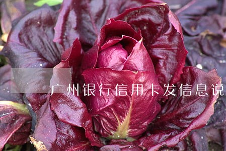 广州银行信用卡发信息说逾期协商