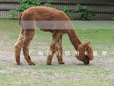 广州银行信用卡逾期一天有利息吗 广州银行信用卡逾期一天有利息吗