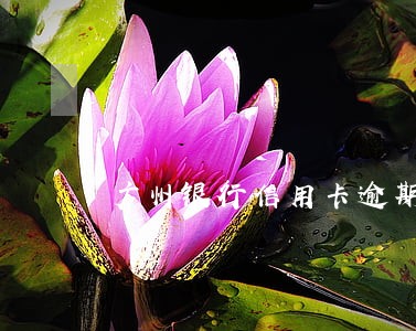 广州银行信用卡逾期了会怎么样