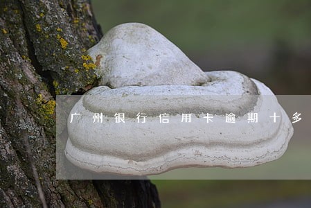 广州银行信用卡逾期十多天了 广州银行信用卡逾期十多天了
