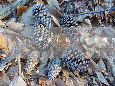 广州银行信用卡逾期多久上征信 广州银行信用卡逾期多久上征信