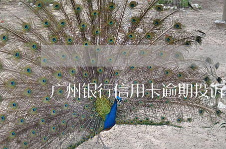 广州银行信用卡逾期投诉电话 广州银行信用卡逾期投诉电话
