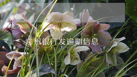 广州银行发逾期信息 广州银行发逾期信息