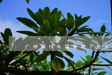 广州银行车贷逾期了怎么办 广州银行车贷逾期了怎么办