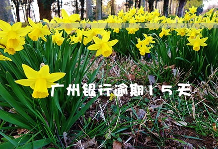 广州银行逾期15天 广州银行逾期15天