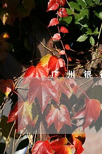 广州银行逾期4天 广州银行逾期4天