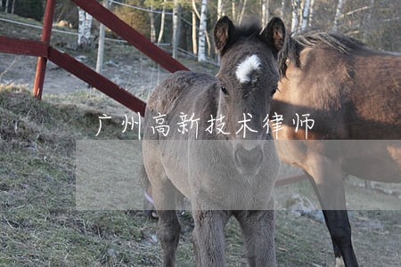 广州高新技术律师 广州高新技术律师