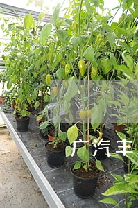 广汽丰田贷款逾期 广汽丰田贷款逾期
