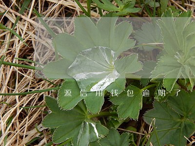 广源信用钱包逾期了 广源信用钱包逾期了