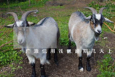 广源信用钱包逾期几天上征信 广源信用钱包逾期几天上征信