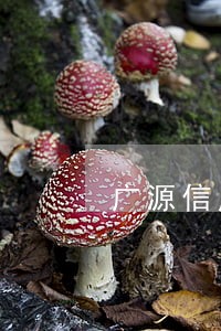 广源信用钱包逾期率合法吗 广源信用钱包逾期率合法吗