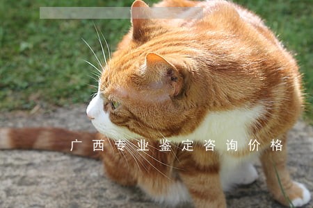 广西专业鉴定咨询价格 广西专业鉴定咨询价格