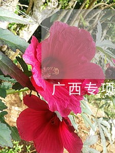 广西专项法律顾问怎么样 广西专项法律顾问怎么样