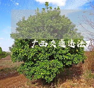 广西交通违法7603 广西交通违法7603