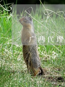 广西代理债权债务律师