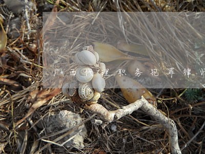 广西代理职务犯罪律师 广西代理职务犯罪律师