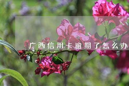 广西信用卡逾期了怎么办 广西信用卡逾期了怎么办