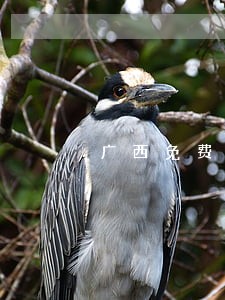 广西免费法律咨询热线 广西免费法律咨询热线