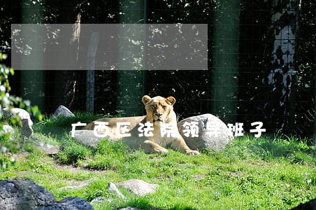 广西区法院领导班子 广西区法院领导班子