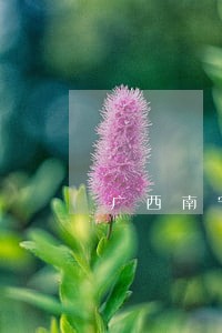 广西南宁专业债务担保律师排行